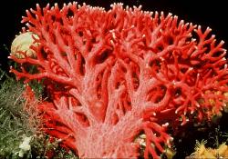 Ученые сделают таблетки от солнечных ожогов из… кораллов