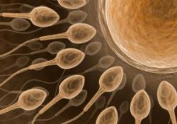 Канадские медики просят женщин не заказывать донорскую сперму через Интернет
