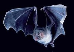 Слюна летучих мышей-вампиров поможет в лечении инсульта