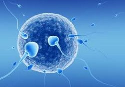 Беременность «из пробирки» и опухоли яичников