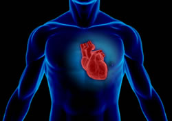 Открыт способ регенерации клеток сердечной мышцы