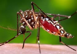 Чтобы малярийные комары кусали реже, надо чаще мыть ноги