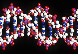ДНК «взаймы»: один папа и две мамы