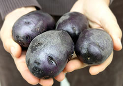Фиолетовую картошку – на дачные участки: она снижает давление