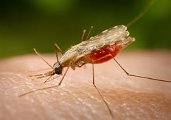 Малярия: иммунитет по наследству