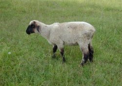 Бараний жир станет полезным, благодаря научным достижениям