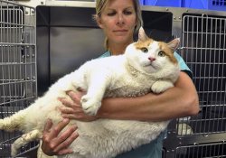 Самый толстый кот США Мяу проиграл войну против ожирения