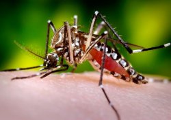 Эффективным оружием против опасных комаров станет… грибок