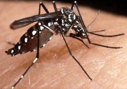 Идентификация антител к лихорадке денге – важный шаг на пути к победе