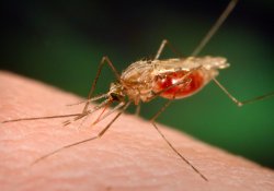 Комаров считают летом: в Канаде может произойти вспышка лихорадки Западного Нила