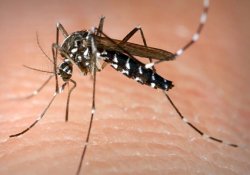Глобальное потепление климата приводит к появлению в Европе опасных комаров