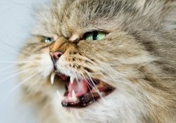 Обвиняются коты: британских врачей беспокоит ситуация с токсоплазмозом