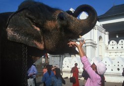 Ожирение – болезнь не только человеческая: индийских слонов «посадили» на диету