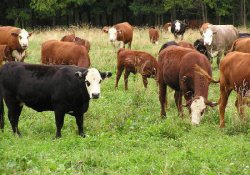 Молоко, не вызывающее аллергии, дадут ГМ коровы из Новой Зеландии