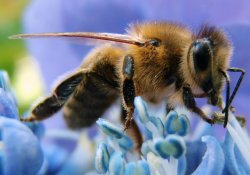 Новое средство для местной анестезии «подарят» пчелы