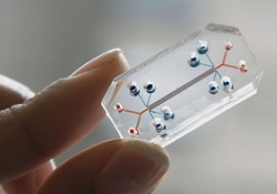 Альвеолы на микрочипе: проверять эффективность новых лекарств станет легче
