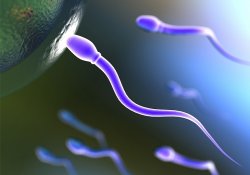 Каков должен быть размер сперматозоидов для успешного зачатия