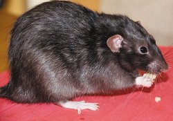 Жителей Англии атакуют «суперкрысы», обладающие устойчивостью к ядам