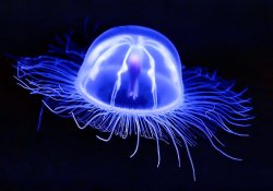 Ученые разгадали секрет яда самой опасной медузы планеты