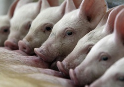Апокалипсис все ближе: свиньи станут «лабораторией» для мутации вируса гриппа