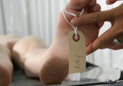 Тела умерших могут стать источником стволовых клеток для спасения живых