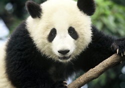 Формулу нового мощного антибиотика «подсказали» гигантские панды