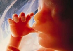 Младенцы начинают овладевать языком еще в материнской утробе