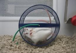 Физические упражнения увеличивают не только мышцы, но и объем мозга