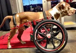 Пострадавший от жестоких хозяев пес прибудет в суд на инвалидной коляске