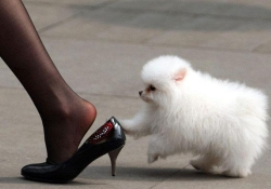 Укус любимой собаки закончился ампутацией ног и пальцев рук жертвы