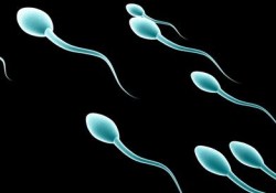 Почему качество мужской спермы улучшается к началу весны