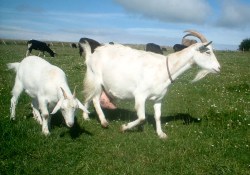 Новое эффективное средство от расстройства желудка – молоко ГМ коз