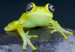 Оперировать внутренние органы больного поможет «робот-лягушка»