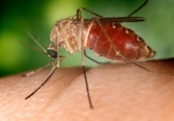 Как возбудители малярии превращают комаров в «суперищеек» людей