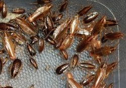 Что делает тараканов бессмертными