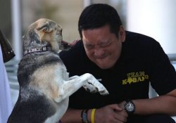 После длительного лечения Кабэнг, героическая «собака без лица» выписана домой