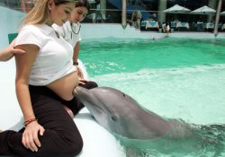 УЗИ при беременности заменят… дельфины
