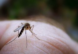 Почему одни люди вкуснее для комаров, чем другие?