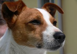 Живые «глюкометры»: специально подготовленные собаки помогут диабетикам