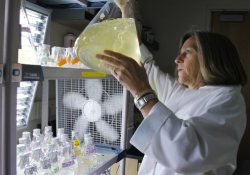 Прорыв в лечении угрей: помогут морские водоросли