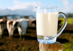 Сырое молоко: польза – мнима, вред – реален
