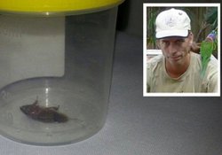 Чужой: австралийский таракан пытался выжить в голове мужчины