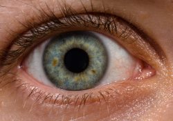 Тайны роговицы глаза: новый слой обладает особыми свойствами