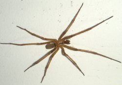 США: после укуса ядовитого паука пенсионер мучительно умирал в течение 6 месяцев