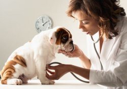 Остеосаркома: на помощь снова придут собаки