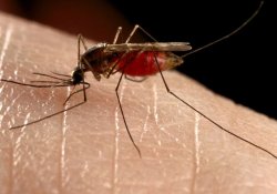 Комары не могут заразить гепатитами В и С