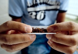 Вышла в свет монография о последствиях курения марихуаны