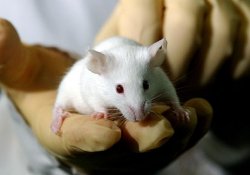 Гепатит С: проникнуть в тайны опасного заболевания помогут ГМ мыши