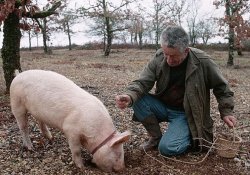 «Райские грибы»: в трюфелях есть вещества, аналогичные компонентам марихуаны