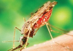 Малярия: лекарства, не соответствующие стандартам, ухудшают результаты лечения